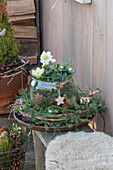 Christmas arrangement as an etagere with Christmas roses on the terrace and a wreath of clematis vines and spruce branches