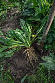 Weberkarde (Dipsacus sativus), Auszug Heilmittel gegen Borreliose
