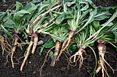 Evening primrose or ham root Medicinal plant with edible root
