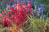 Flügel-Spindelstrauch (Euonymus alatus 'Compactus'), Strauchveronika (Hebe), Chinaschilf (Miscanthus sinensis), Astern und Felberich (Lysimachia 'Autumn Snow') im Herbstgarten