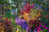 Vintage Gartenbank im Herbstgarten, buntes Beet mit Dahlien (Dahlia), Kissen-Aster (Aster dumosus 'Azurit'), Hortensien, Flügel-Spindelstrauch (Euonymus alatus 'Compactus'), Strauchveronika (Hebe), Chinaschilf (Miscanthus sinensis), Astern und Felberich (Lysimachia 'Autumn Snow')