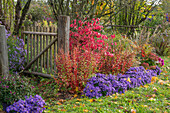 Garten mit Traubenheide (Leucothoe), Kissenaster (Aster dumosus 'Azurit'), Pfaffenhütchen (Euonymus europaeus) und Bauernhortensie (Hydrangea)