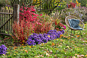 Sitzplatz im Garten mit Traubenheide (Leucothoe), Kissenaster (Aster dumosus 'Azurit'), Pfaffenhütchen (Euonymus europaeus) und Bauernhortensie (Hydrangea)