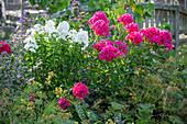 Hohe Flammenblume (Phlox paniculata), Katzenminze (Nepeta), Frauenmantel (Alchemilla) und Lungenkraut (Pulmonaria)