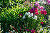 Hohe Flammenblume (Phlox paniculata)
