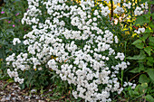 Marsh yarrow or Bertram's sheaf (Achillea ptarmica)
