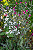 Marsh yarrow or Bertram's yarrow (Achillea ptarmica) and wild carnation (Lychnis coronaria)