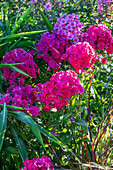 Hohe Flammenblume (Phlox paniculata)