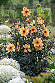 Schneeballhortensie (Hydrangea arborescens 'Annabelle') und Dahlie (Dahlia 'Mystic Spirit')
