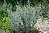Echter Wermut (Artemisia absinthium)