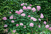 Ballhortensie (Hydrangea arborescens 'Pink Annabell')