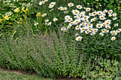 Steinquendel (Calamintha nepeta 'Triumphator'), Margerite (Leucanthemum maximum 'Gruppenstolz'), Rispenhortensie (Hydrangea paniculata) und Taglilie (Hemerocallis 'Moonlight Ruffles')
