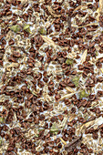 Seeds of wild carrot, dock and agrimony