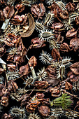 Seeds of wild carrot (Daucus), dock (Rumex) and agrimony (Agrimonea)