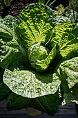 Chinese cabbage (Brassica rapa subsp. pekinensis) in the vegetable garden