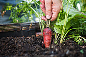 Harvesting a 'Rouge Sang' carrot in the garden bed