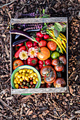Erntekiste mit Auberginen, Tomaten, Chilis und Dahlienblüten auf Rindenmulch