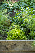 Raised bed with fresh lettuce and fennel in the summer garden