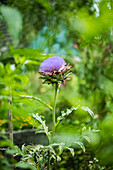 Artischockenblüte (Cynara scolymus) im Sommergarten