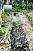 Watering a strawberry bed in the garden with a watering can