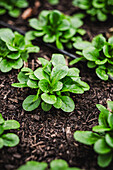 Frischer Feldsalat (Valerianella locusta) im Gartenbeet