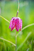 Schachbrettblume (Fritillaria meleagris) - Nahaufnahme