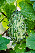 Horny cucumber (Cucumis metuliferus) on the plant in the garden