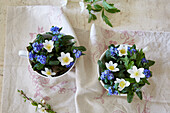 Zwei Tassen mit Vergissmeinnicht (Myosotis) und Anemonen auf bestickter Tischdecke