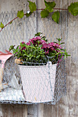 Rosa Blumentopf mit lila Blüten im Drahtkorb an Holzwand
