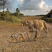 Barbourofelis fricki and modern fossa, illustration