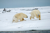 Two polar bear cubs chasing each other