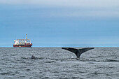 Two humpback whales swimming near a cargo ship
