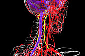 Vertebral arteries, illustration