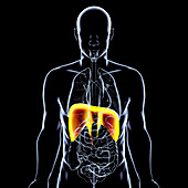 Human body with highlighted diaphragm, illustration