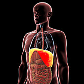 Human body with highlighted diaphragm, illustration