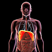 Human body with highlighted diaphragm, illustration