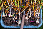 Freshly harvested garlic in a wheelbarrow