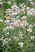 Großes Perlkörbchen (Anaphalis margaritacea)