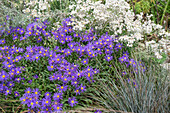 Großblütiges Perlkörbchen (Anaphalis margaritacea) und Bergaster 'Veilchenkönigin'