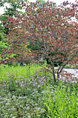 Eastern redbud (Cercis canadensis 'Forest Pansy'), white wood aster and Anemone hupehensis 'Serenade'