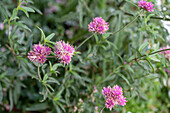 Globe amaranth 'Truffula Pink'
