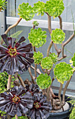 Aeonium arboreum 'Nigrum' and Aeonium arboreum
