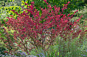 Flügel Spindelstrauch (Euonymus alatus)