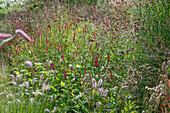Bistorta amplexicaulis 'Blackfield' and great burnet (Sanguisorba officinalis 'Pink Brushes')