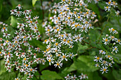 Weiße Waldaster (Aster divaricatus 'Tradescant')