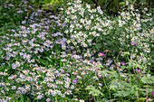 Weiße Waldaster (Aster divaricatus 'Tradescant') und Aster 'Nanus'