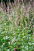 Bistorta amplexicaulis 'Pink Mist'