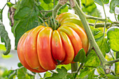 Beefsteak tomato