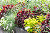 Beet mit Buntnessel 'Torchlight', Zier-Süßkartoffel 'Light Green', wolliges Federborstengras (Pennisetum villosum) und schmalblättrige Zinnie