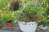 Tin tub planted with bluebeard (Caryopteris), mexican cigar plant (Cuphea ignea), fan-flower (Scaevola), baby's tears (Soleirolia soleirolii) and lamb's ears (Stachys byzantina). Next to it in a pot with thyme (Thymus) and Bulbine frutescens